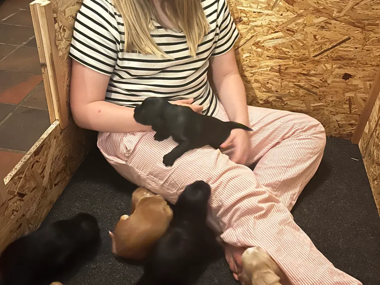 Billede 3 - Skønne cockerspaniel hvalpe 