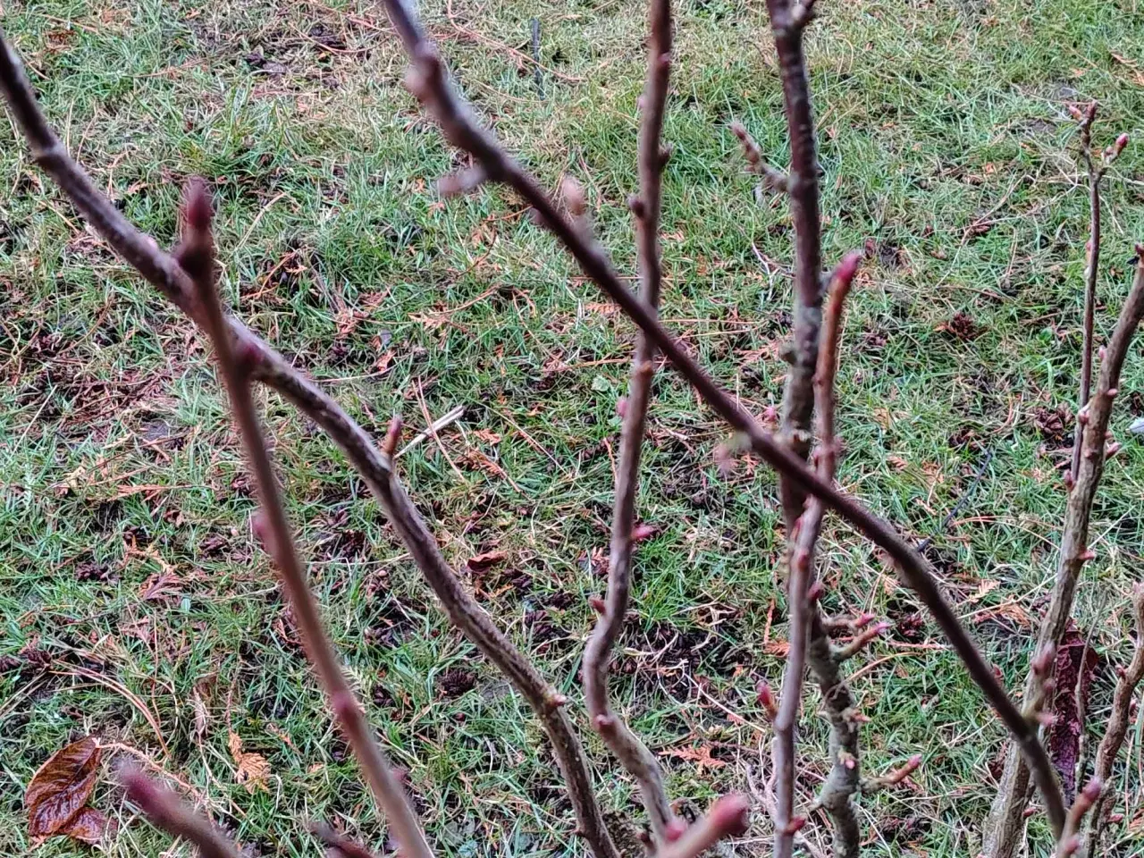 Billede 3 - Stor solbær busk 