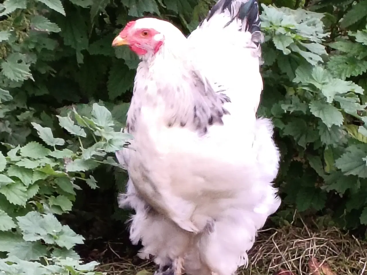 Billede 3 - Brahma og Us silke haner