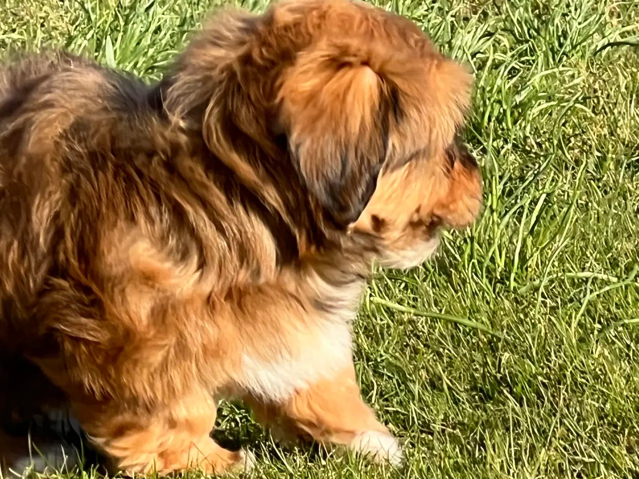 Billede 3 - Dejlige Bichon Havanais