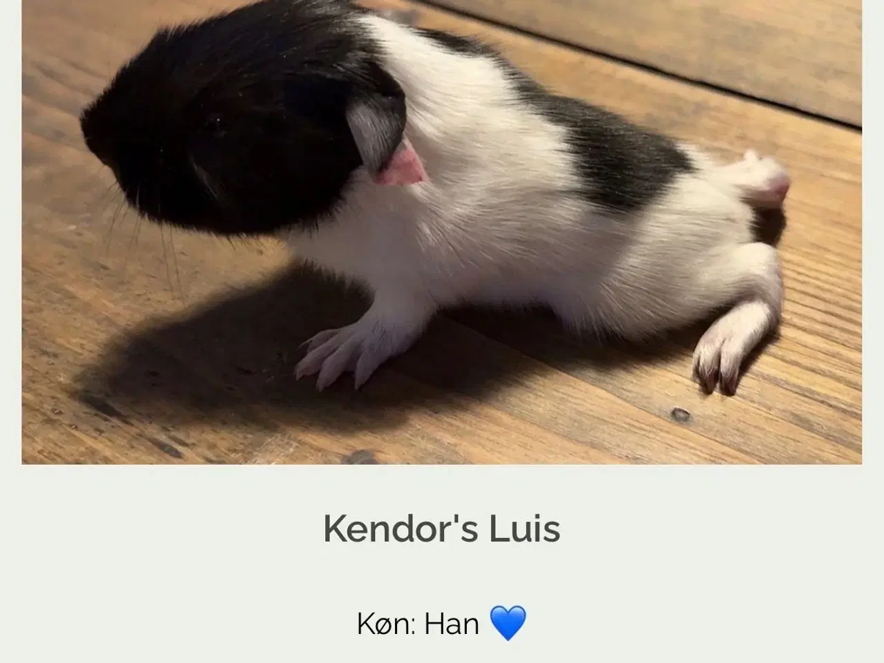 Billede 1 - Marsvin med stamtavle fra DMF ( han)