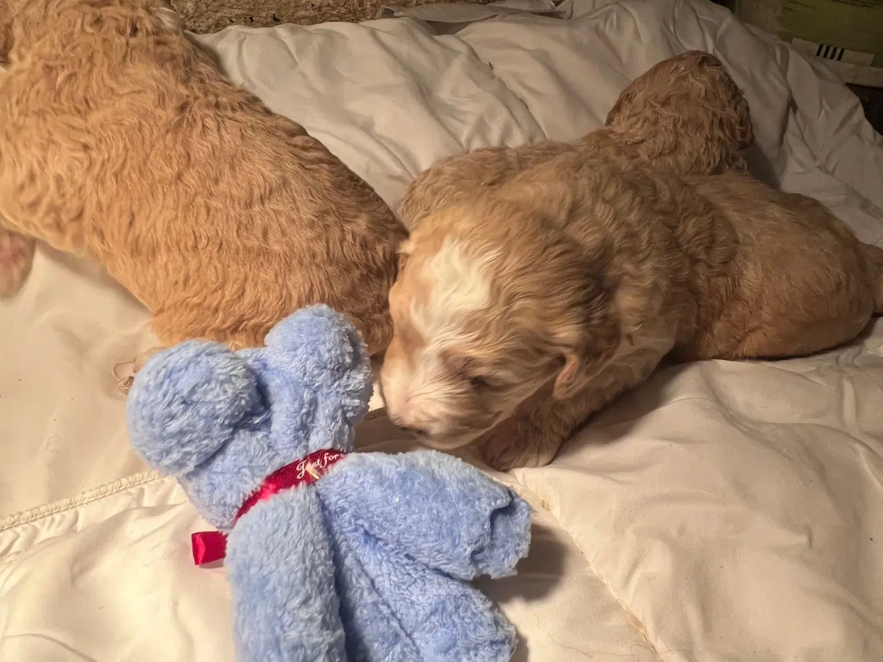 Billede 2 - Super lækre, og kraftige Lagotto / Spansk Vandhund