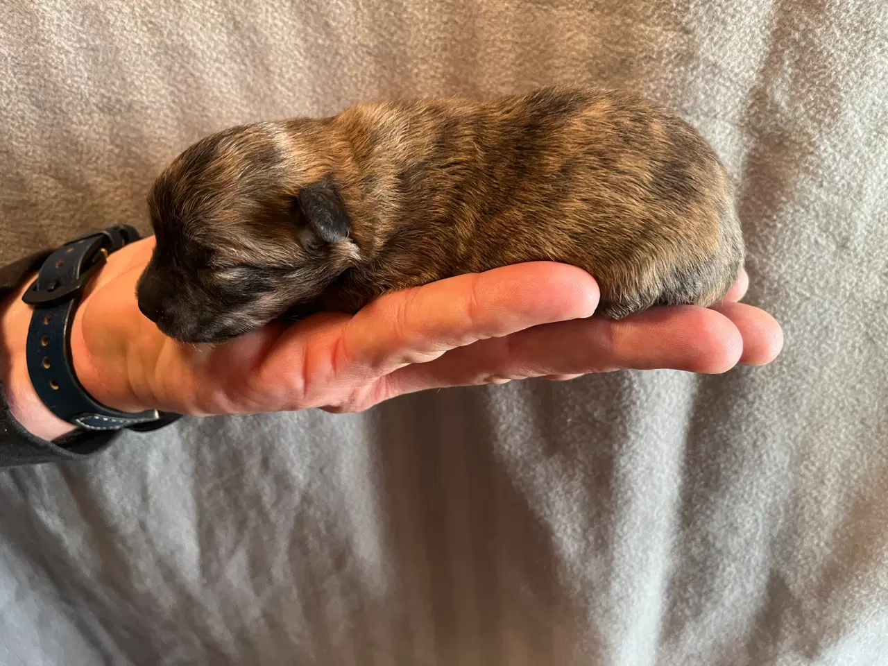 Billede 3 - 3 lækre tæver til salg. Små blandinger