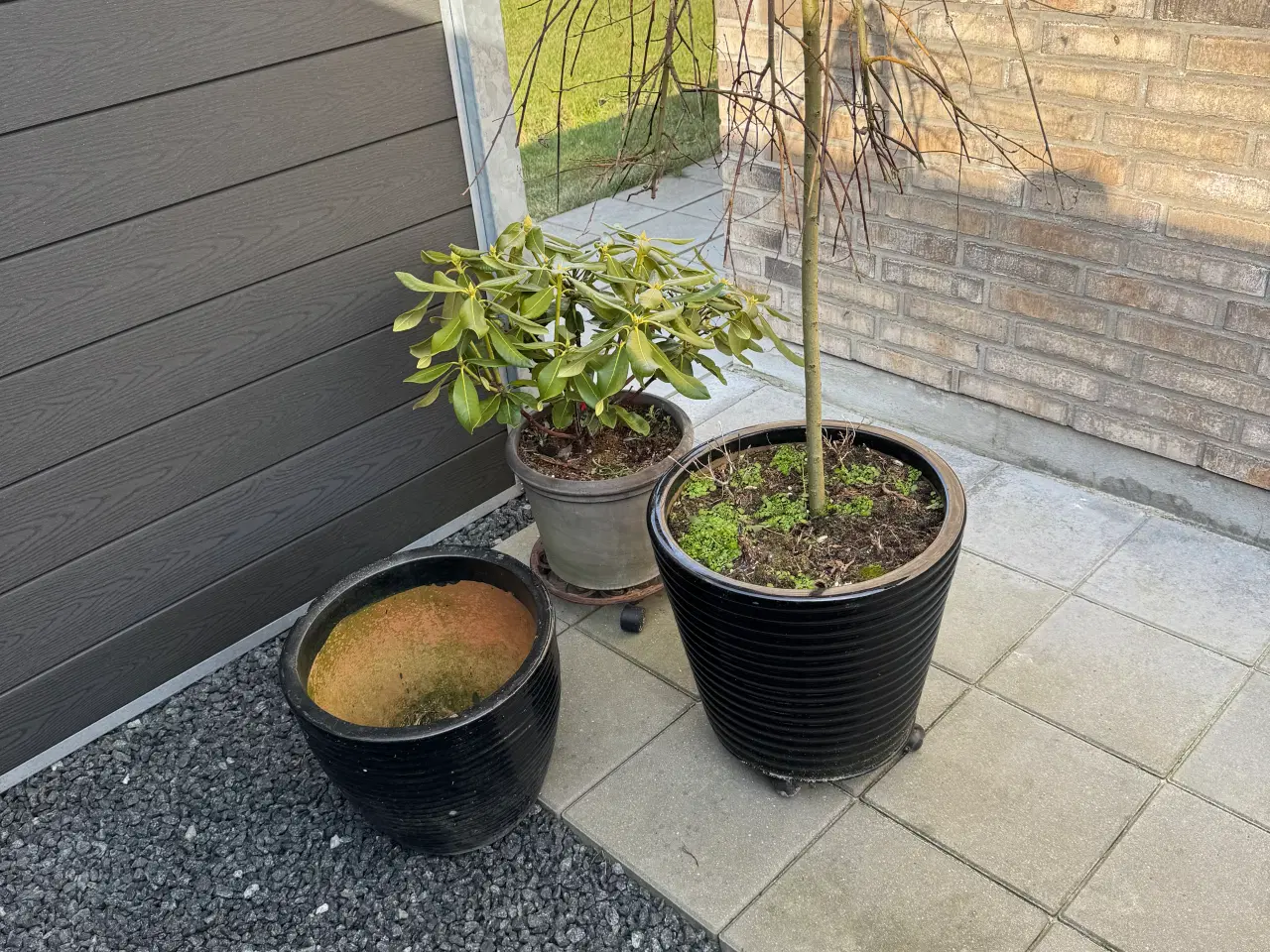 Billede 1 - Store potter med plante og et træ