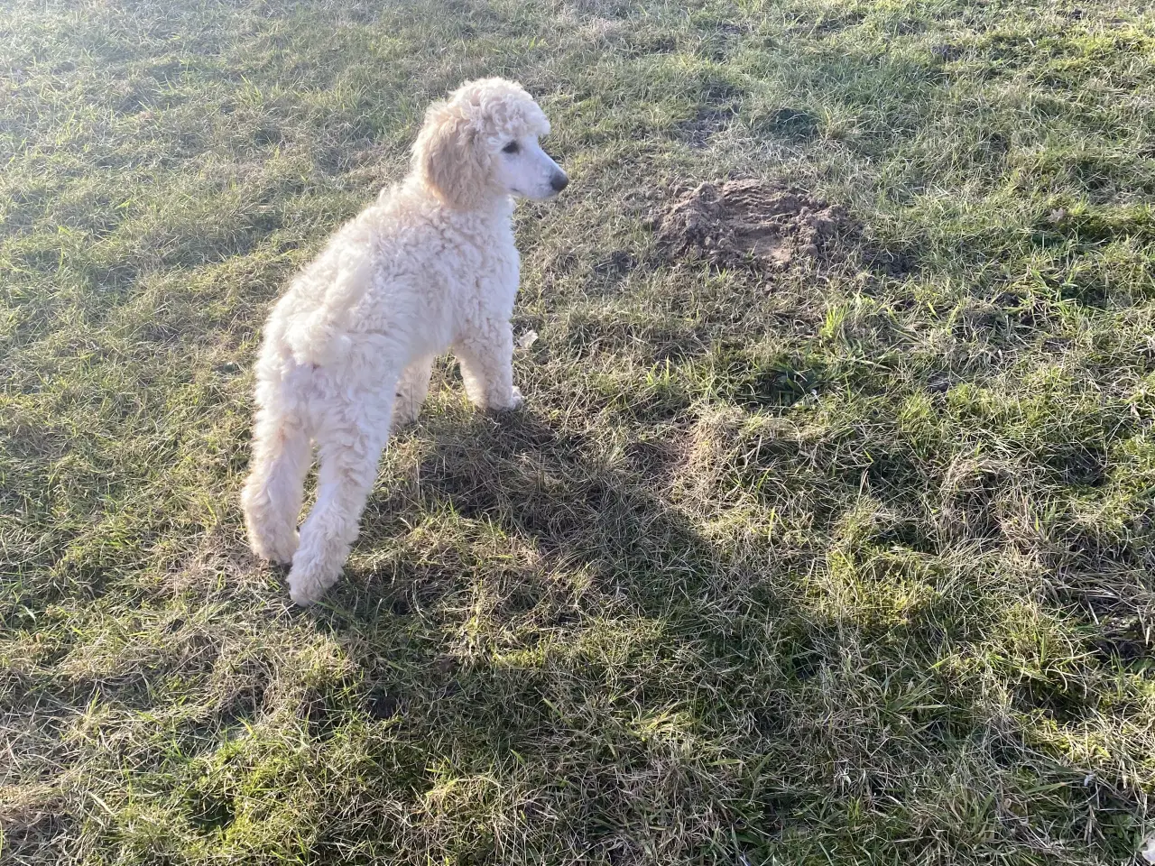 Billede 2 - Lækkert Stor pudel hanhvalp