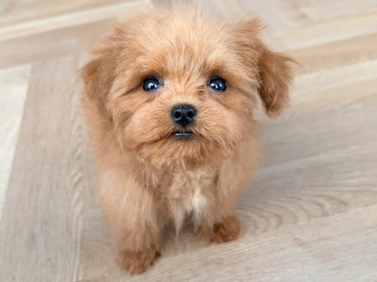 Billede 4 - Maltipoo