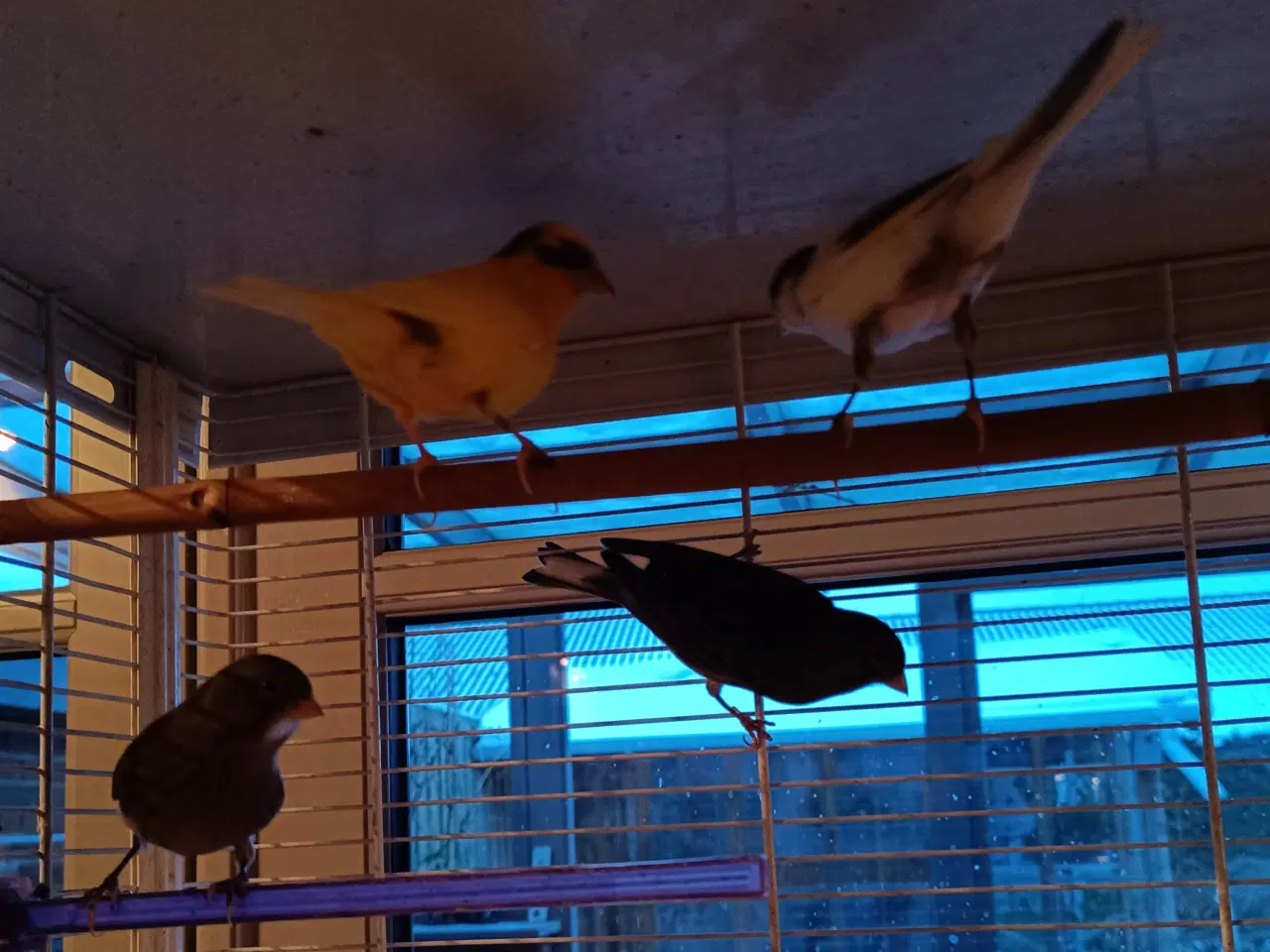 Billede 4 - Kanariefugle. Hanner og hunner 1-2-3 år