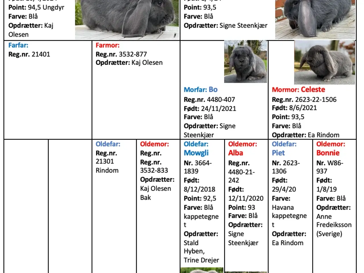 Billede 2 - FRANSK VÆDDER HUN BLÅ