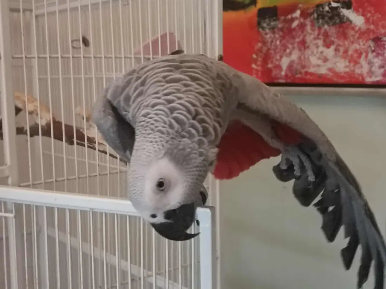 Billede 3 - Grå Jaco 