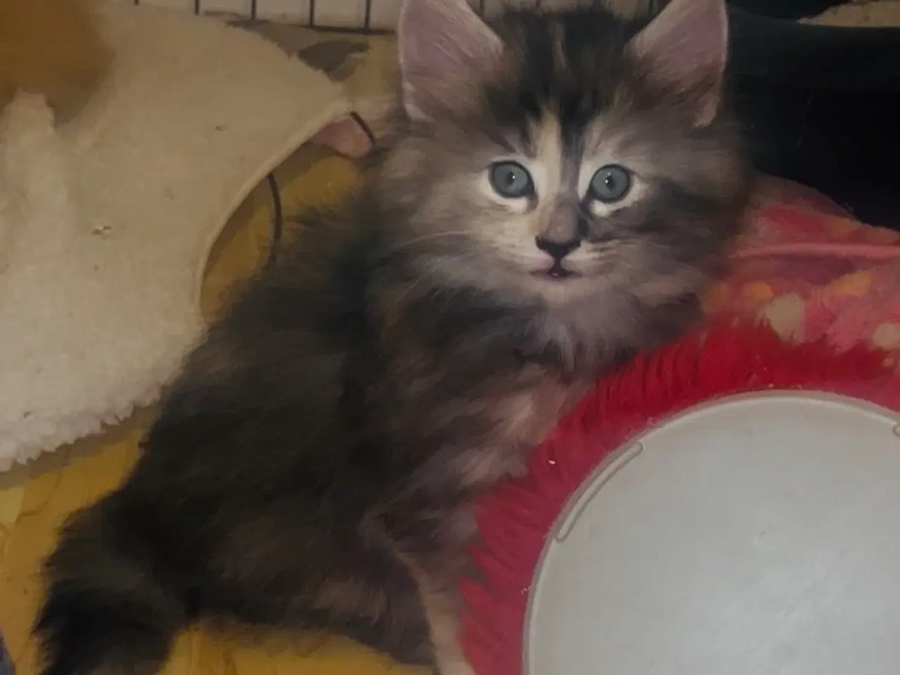 Billede 1 - 2 skovkatte killinger med stamtavle til salg