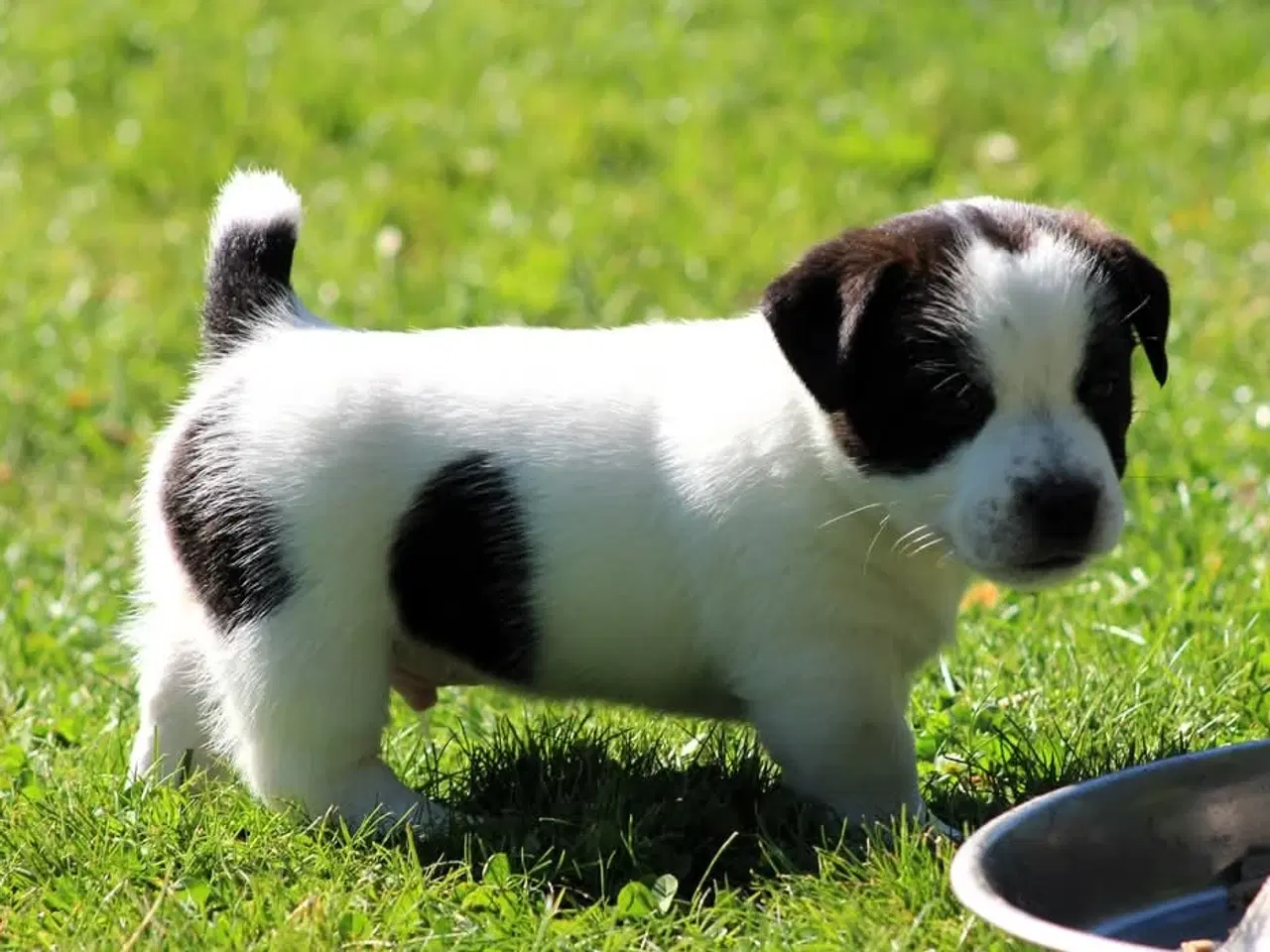 Billede 2 - Jack russell terrier hvalpe 