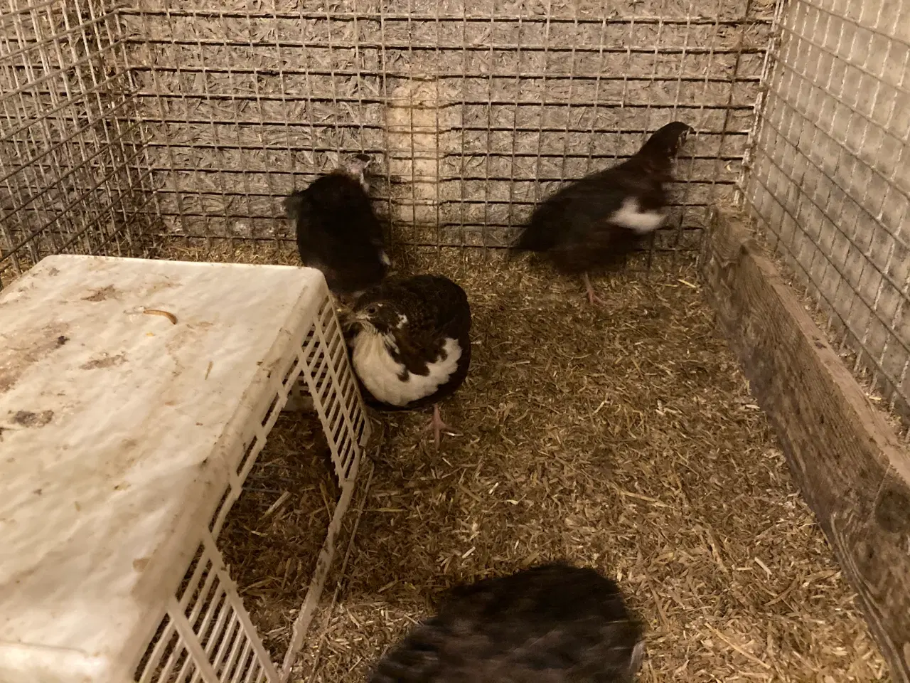 Billede 7 - Vagtel rugeæg fra japanske og franske vagtler