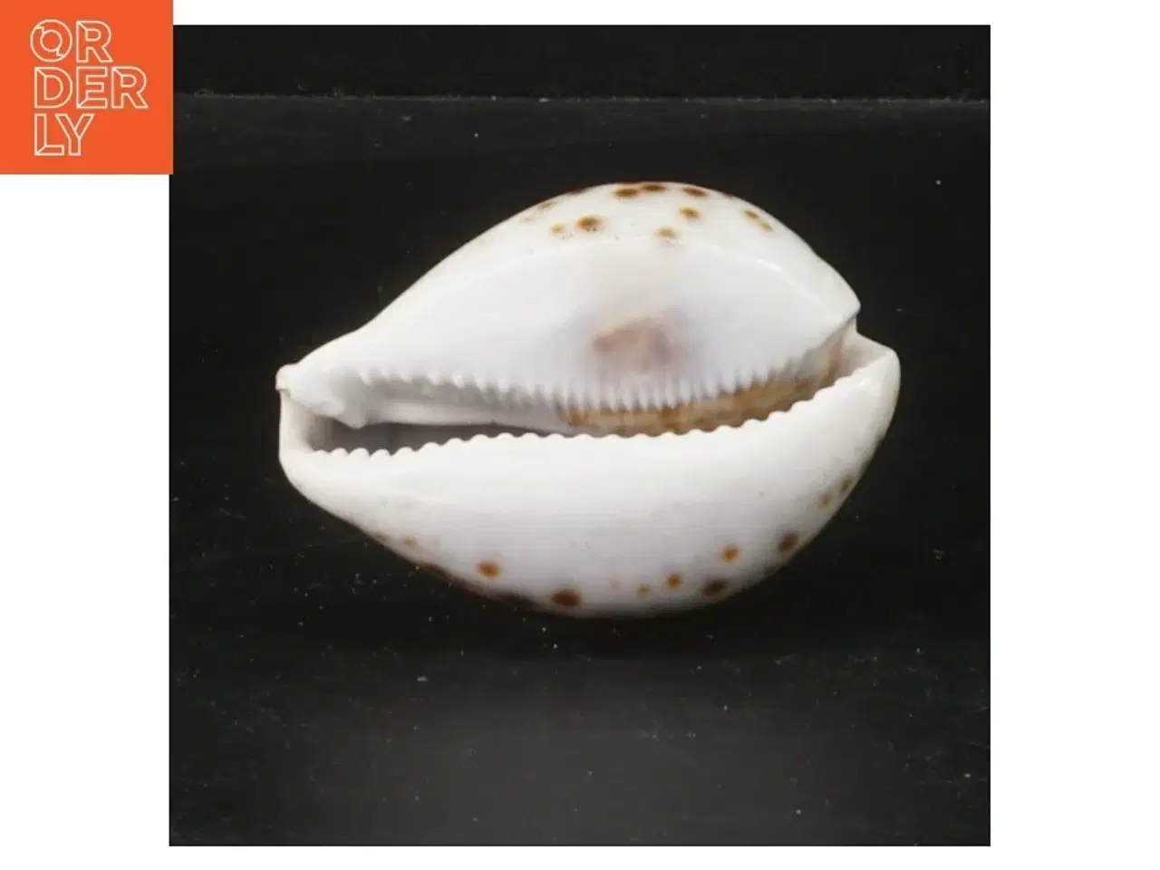 Billede 3 - Sneglehus (str. 8,5 cm)