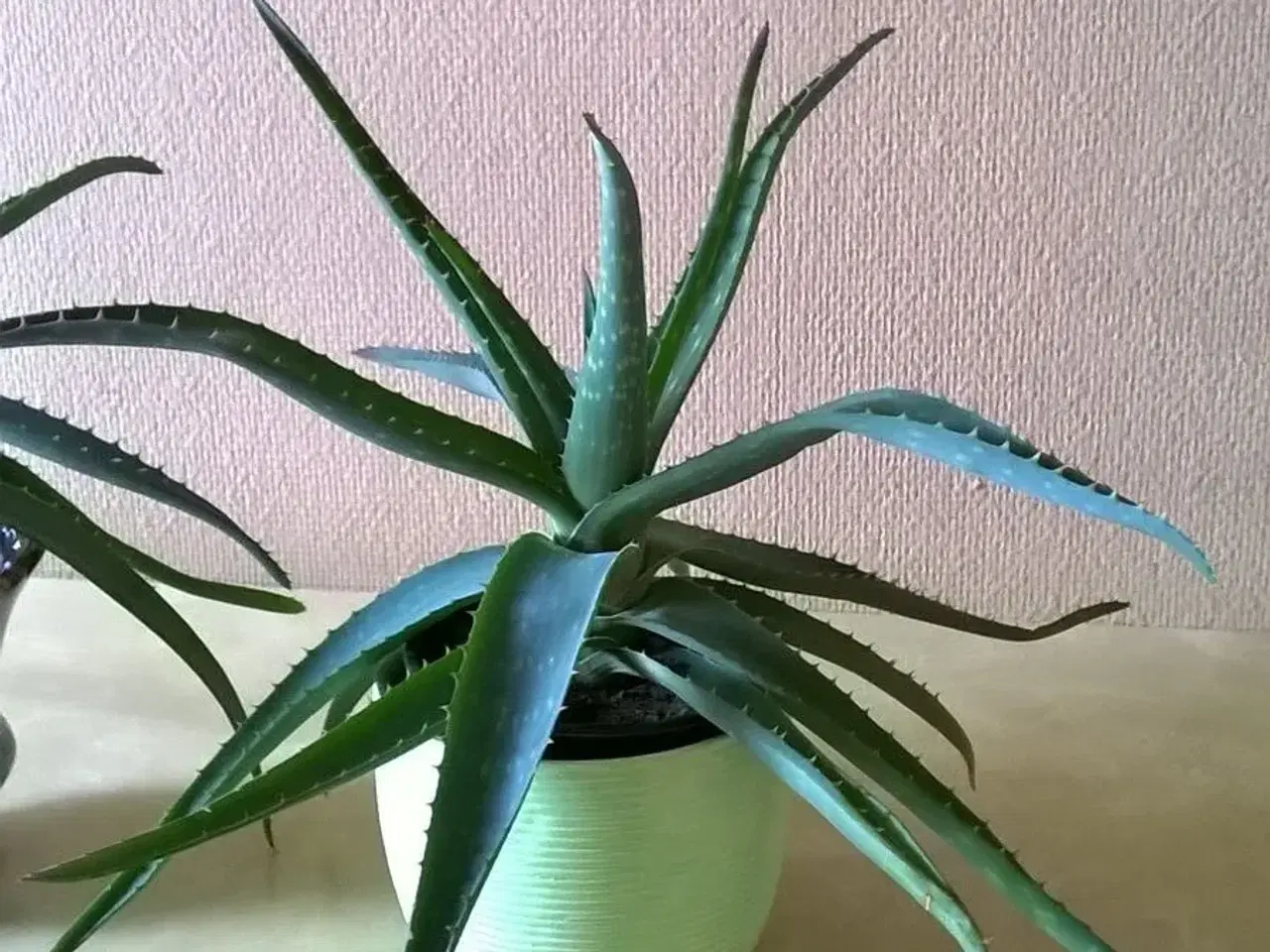 Billede 1 - Aloe Vera planter