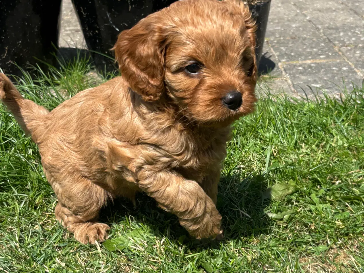 Billede 1 - Cavapoo hvalpe - flytteklar uge 29 