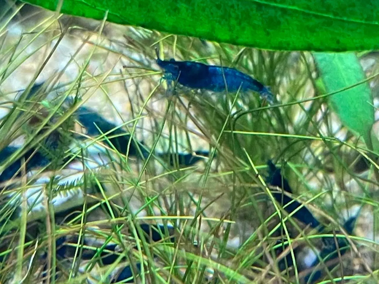 Billede 3 - Rejer blå Neocaridina davidi – Blue diamond shrimp