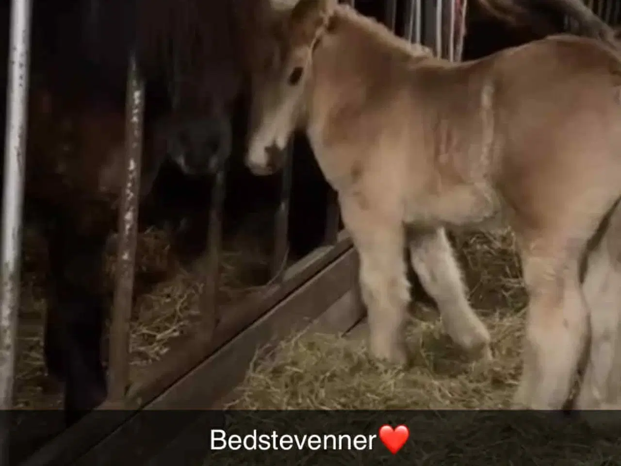 Billede 5 - Lækker lækker jydehingste føl