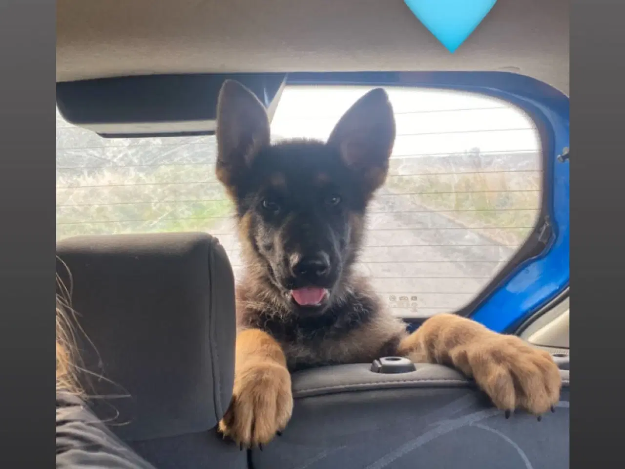Billede 7 - Schæfer hvalpe der søger nyt hjem🐶