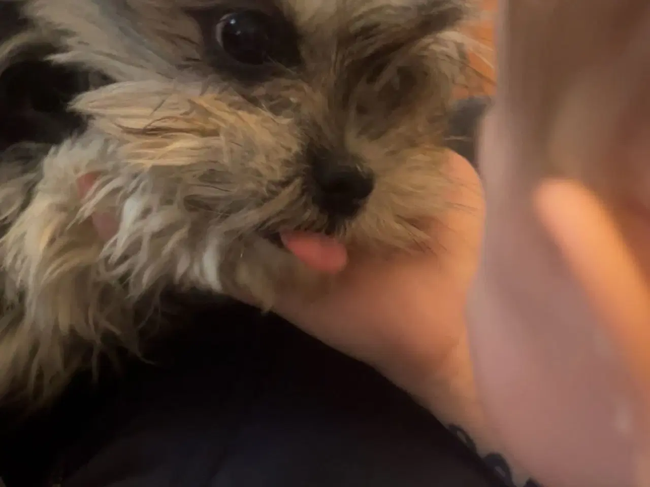 Billede 3 - Maltiboo maltezer