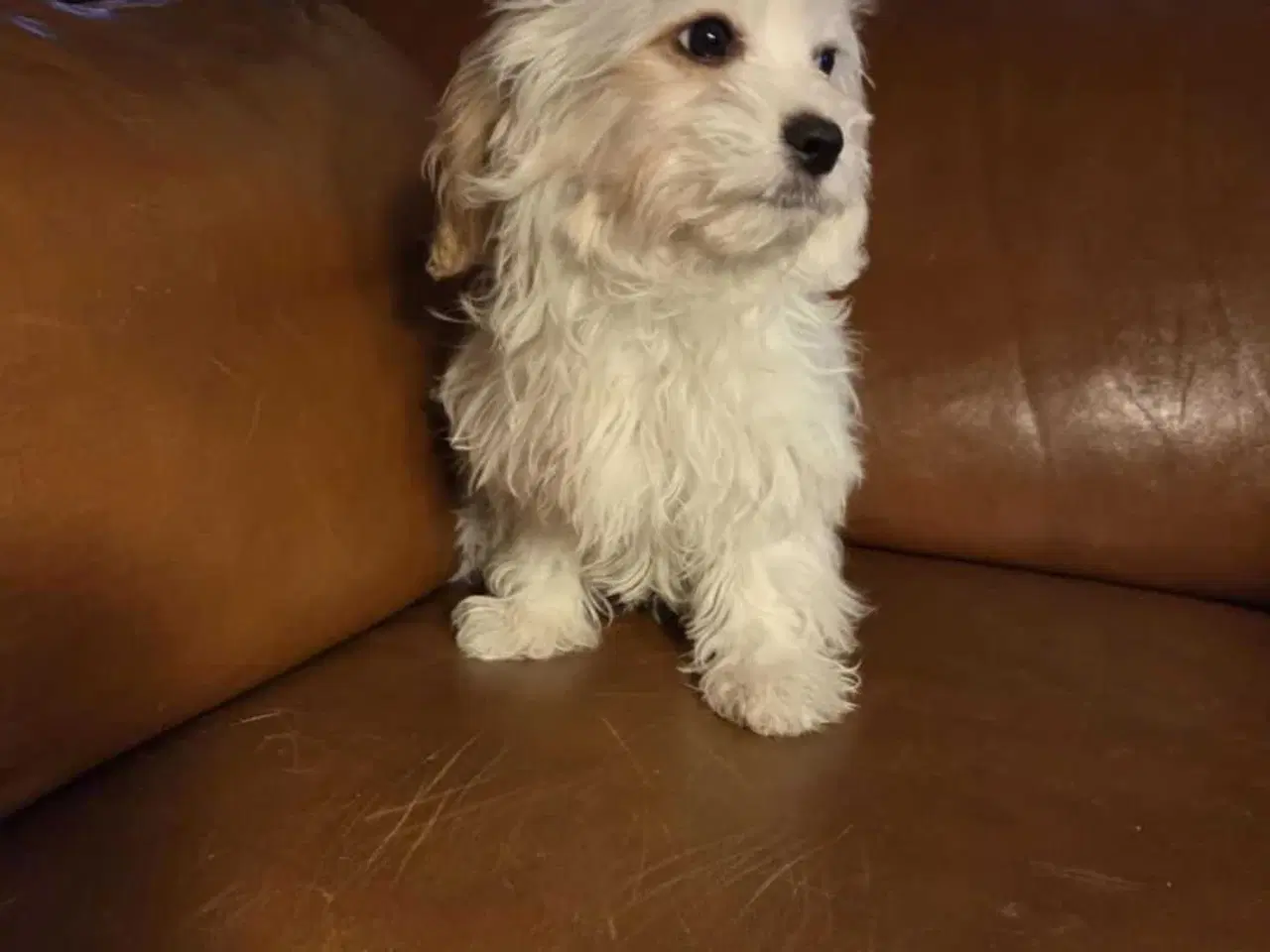 Billede 3 - hjælp Jytte med ny familie 