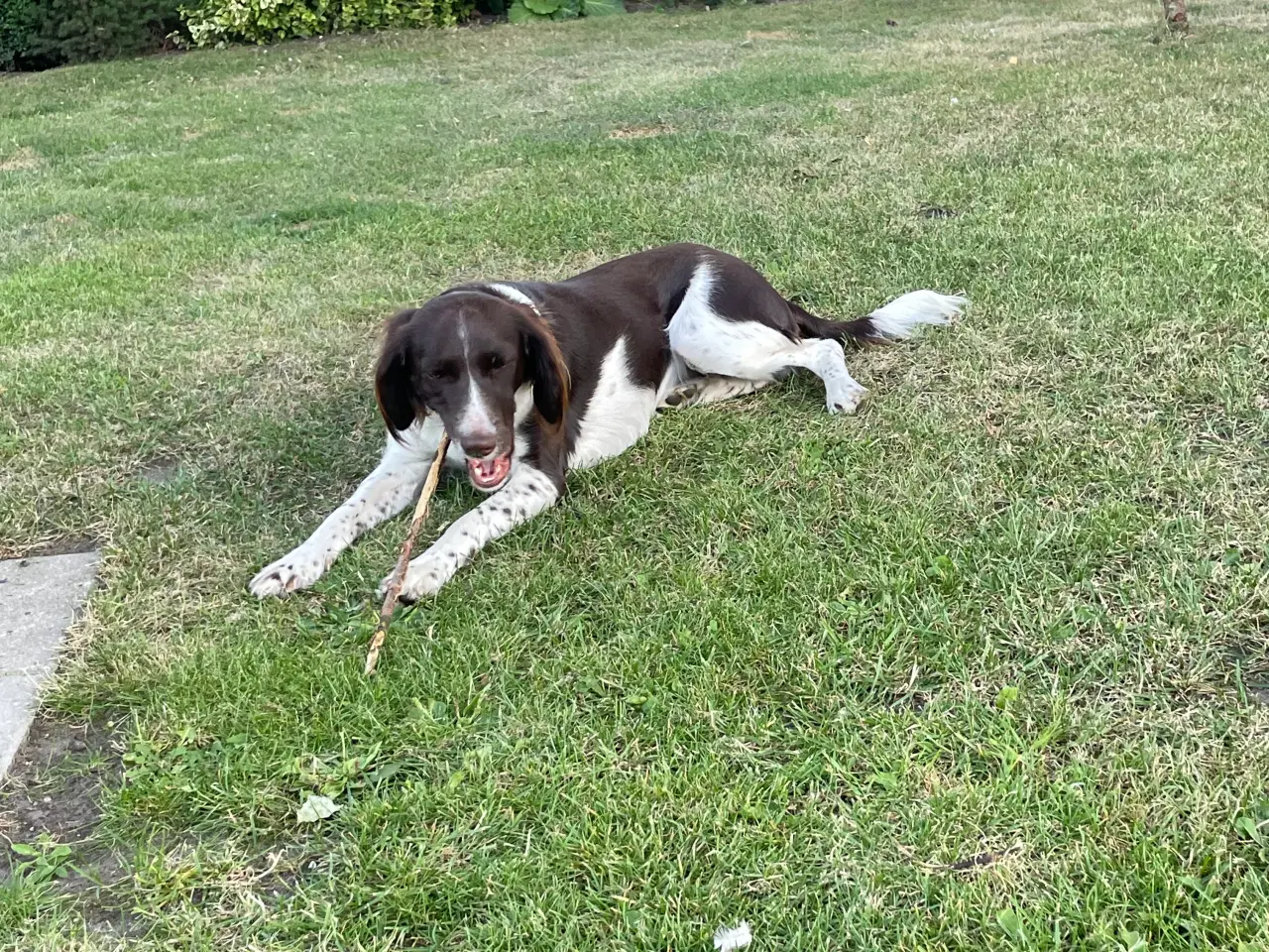Billede 1 - Kleiner münsterländer 17 mdr.