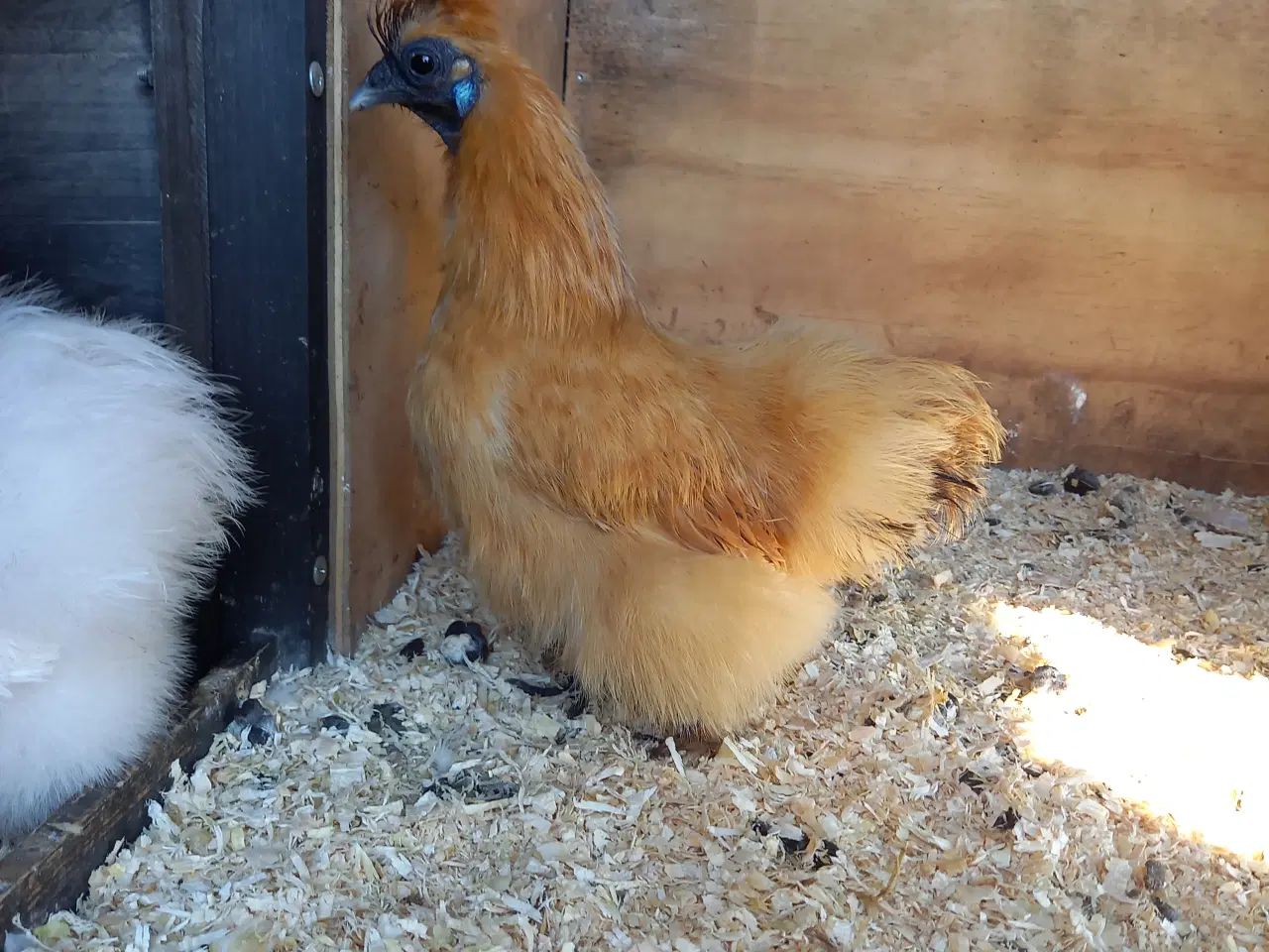 Billede 4 - 1,4 gule dværg silkehøns 