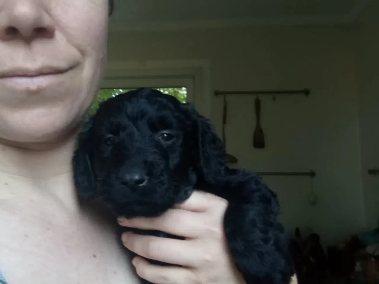 Billede 5 - Allergivenlige labradoodle hvalpe 