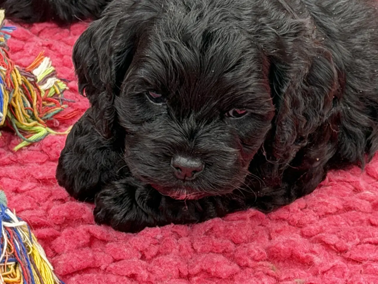 Billede 2 - 2 smukke Cockapoo 