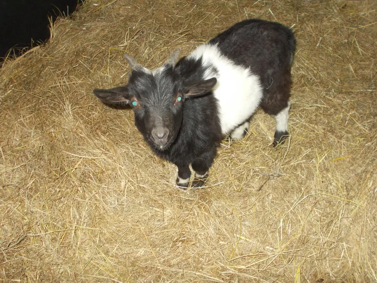 Billede 1 - dværggeder