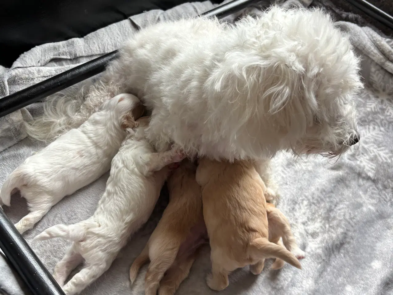 Billede 11 - Skønneste hundehvalpe, Bichonpoo/Doodle 