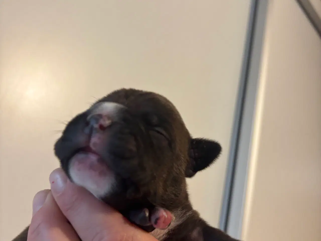 Billede 6 - American bully