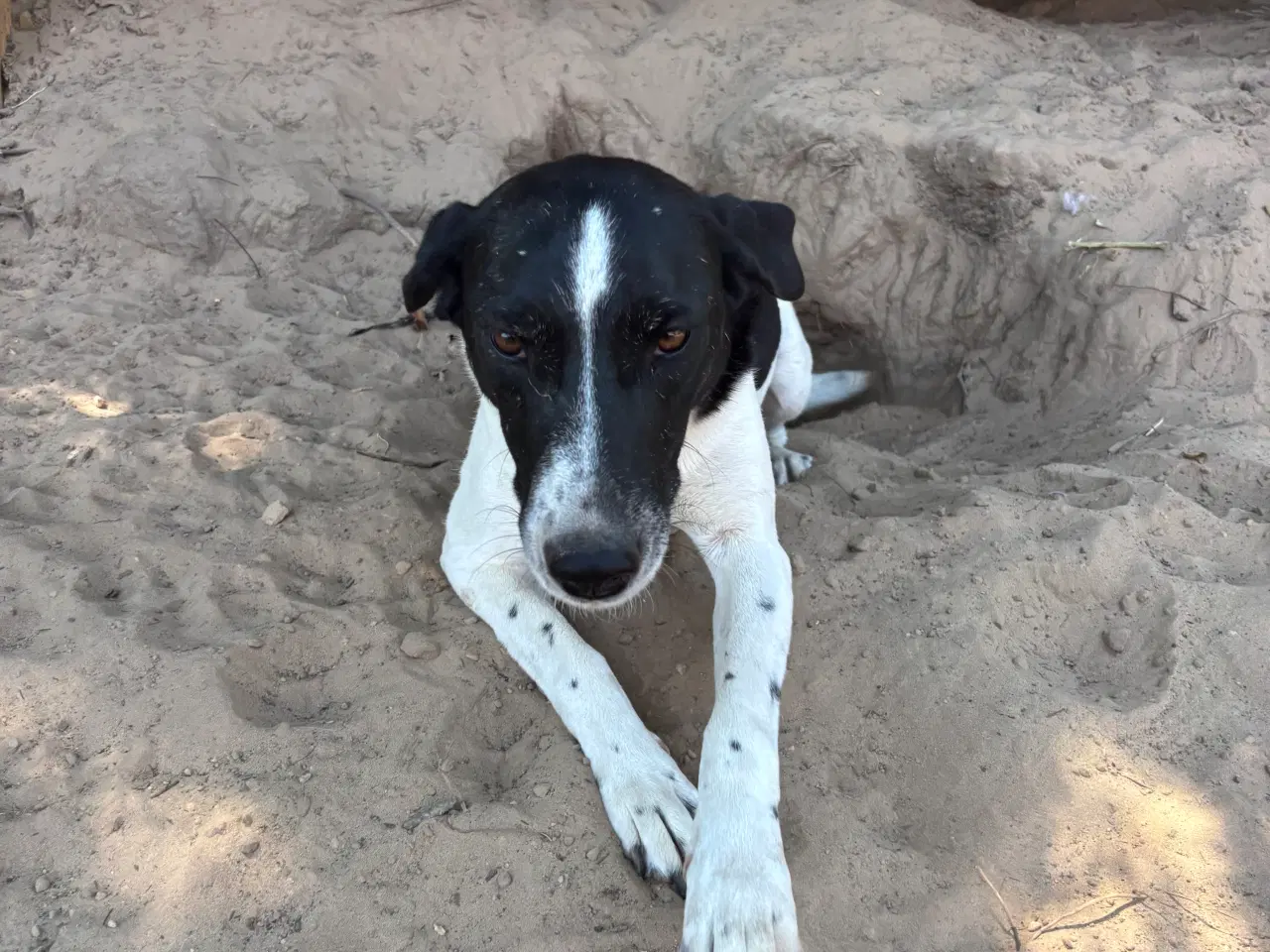 Billede 12 - Wilma til adoption! 🩷