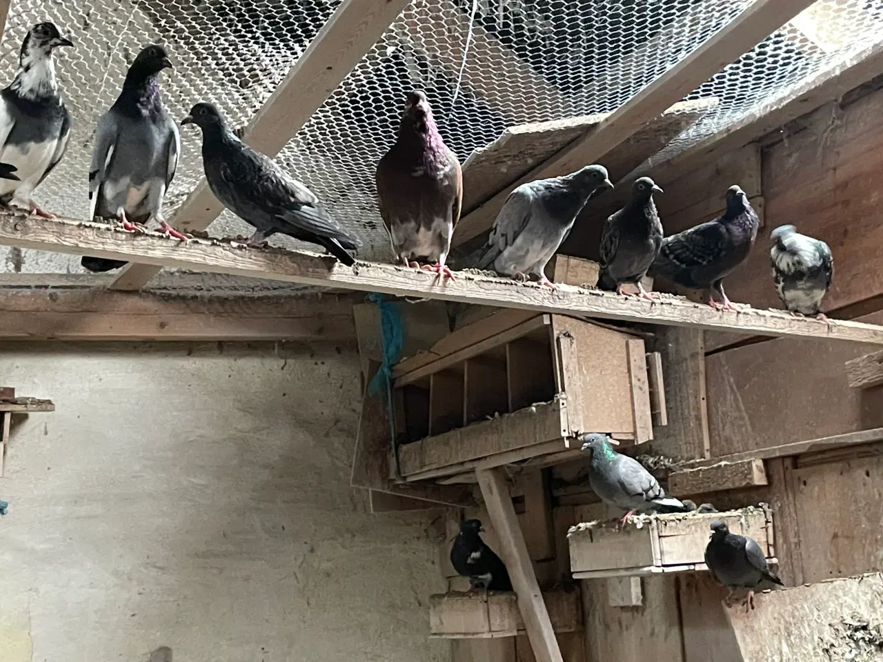Billede 5 - 20 levende Duer 