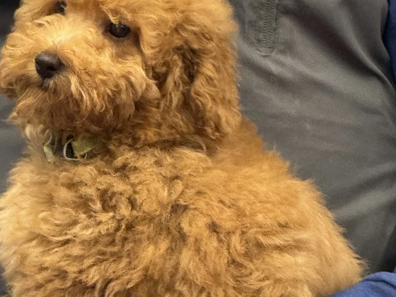 Billede 12 - 🐾maltipoo miniature 🩷💙🐾