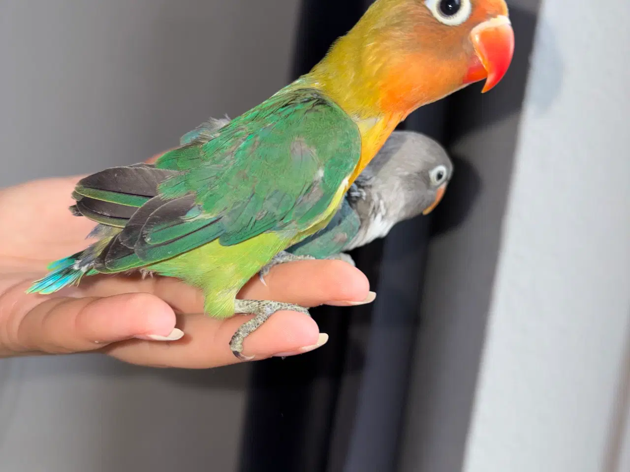 Billede 4 - Fugle Dværgpapegøje