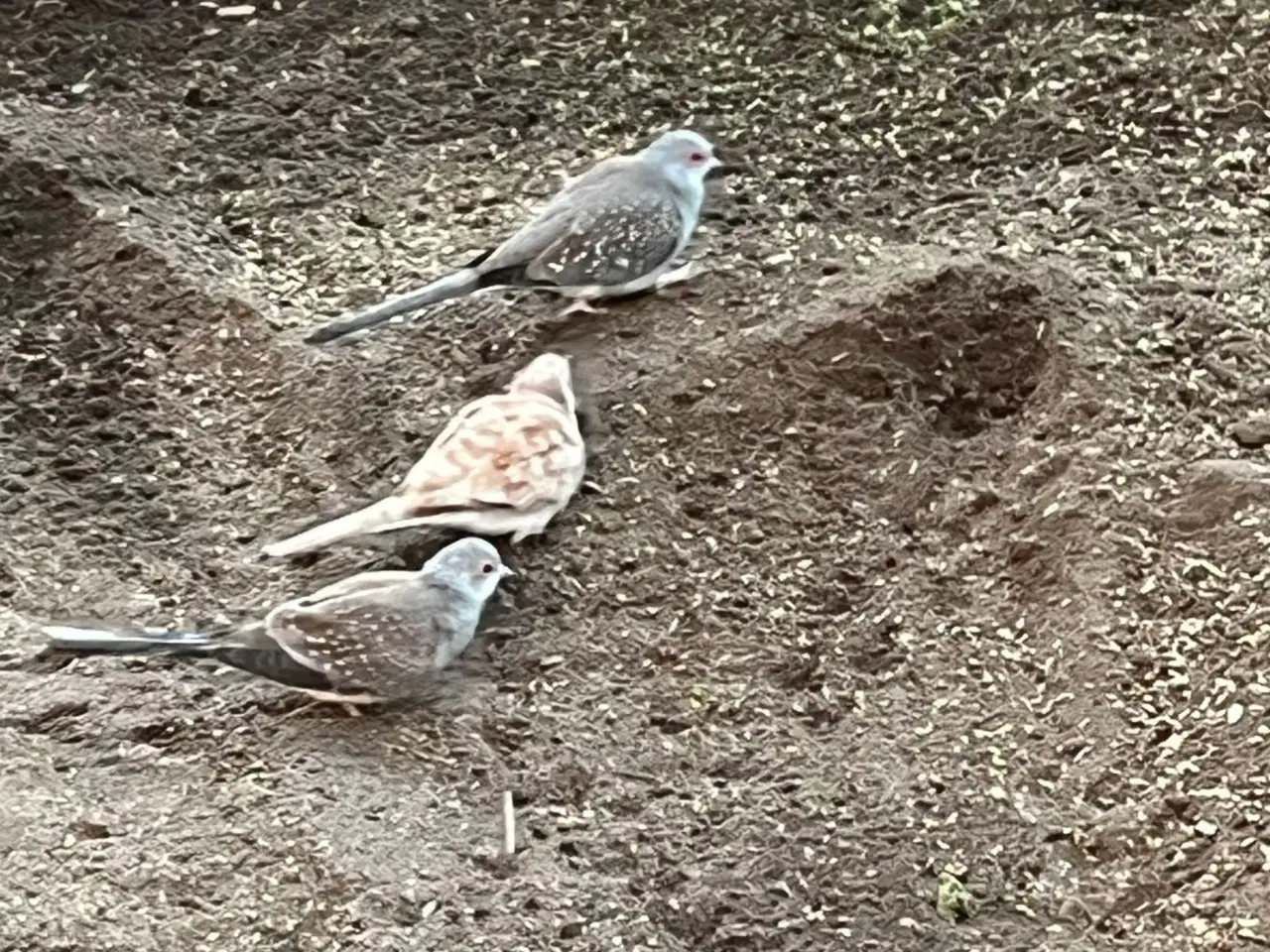 Billede 3 - Diamantdue par og 1 Diamantdue unge