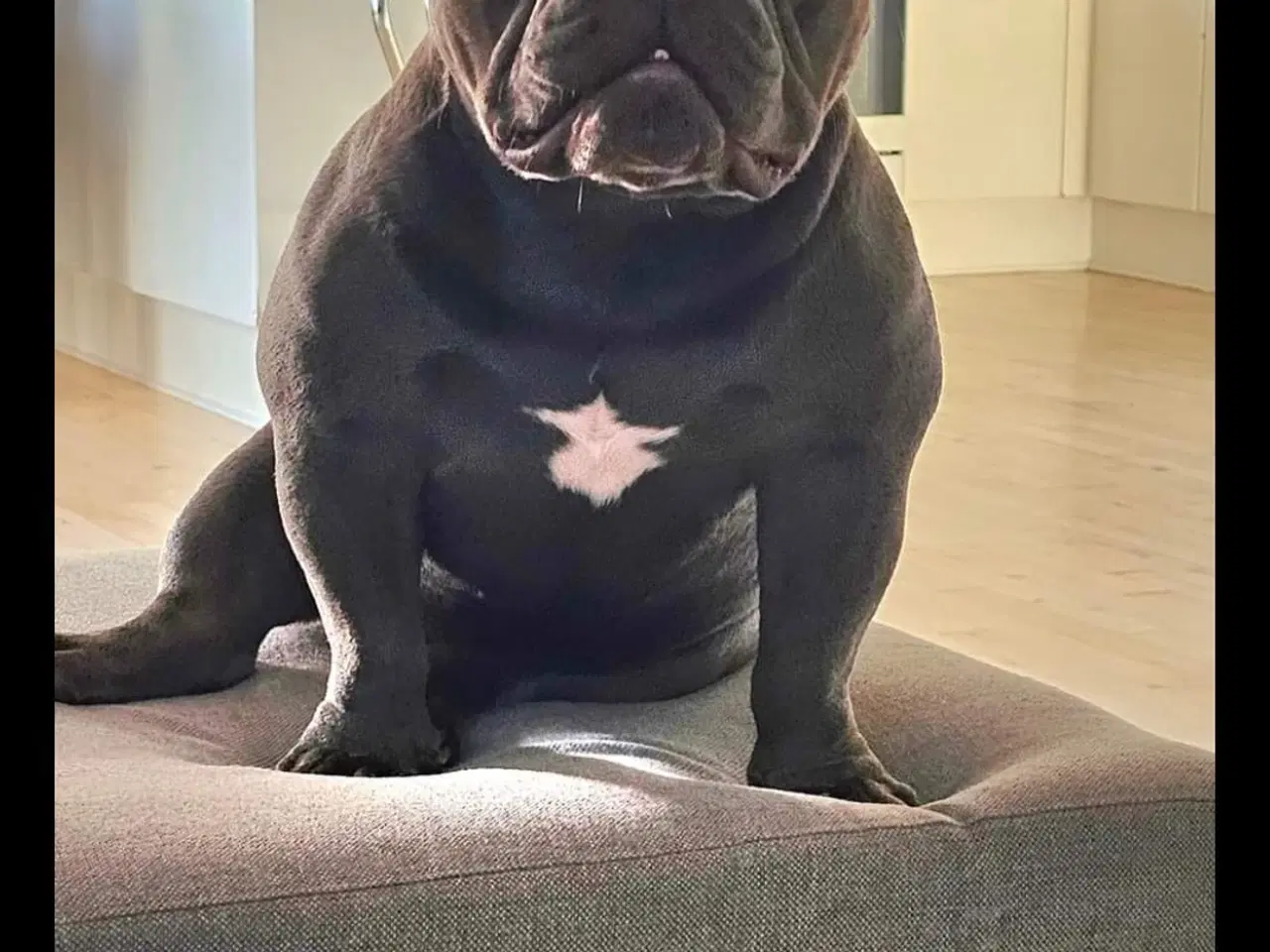 Billede 12 - American bully 