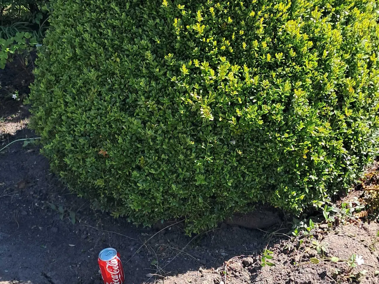 Billede 3 - Store sten og haveplanter bortgives 
