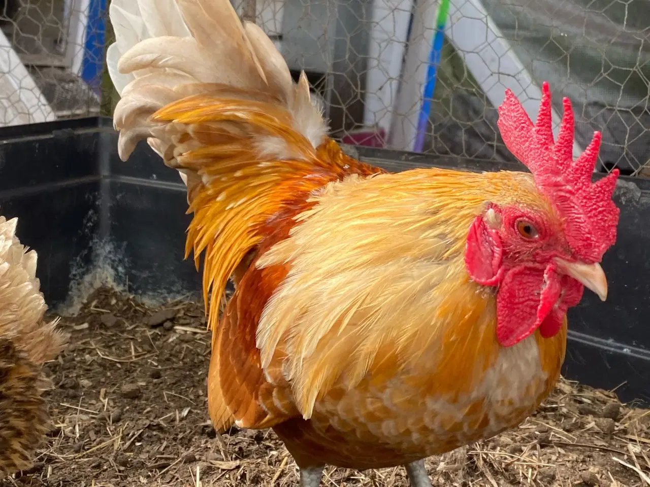 Billede 2 - Serama-blanding dværghane / Serama mix dwarf roo