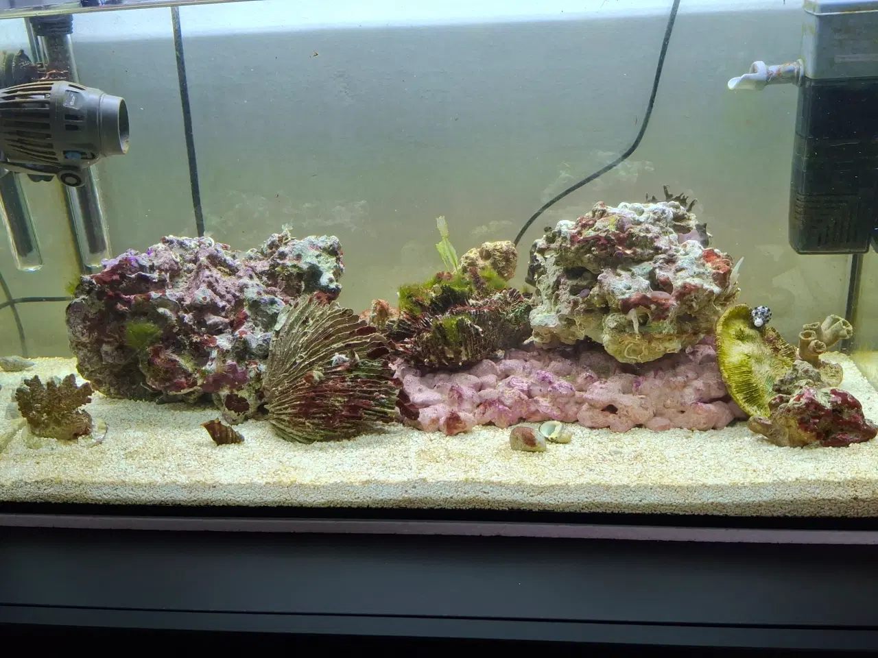 Billede 1 - Saltvand, Levende sten