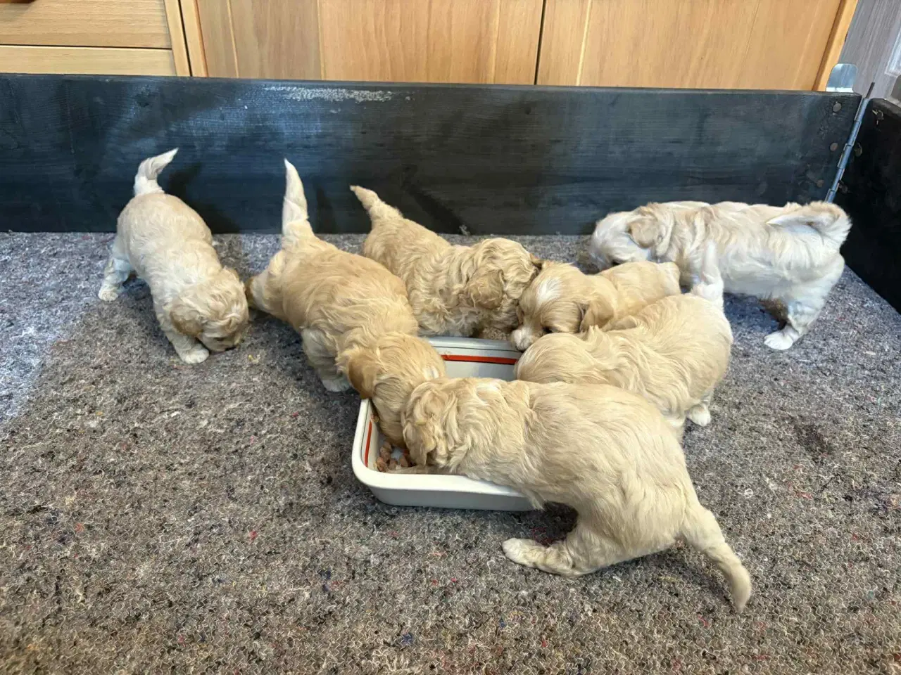 Billede 2 - Maltipoo