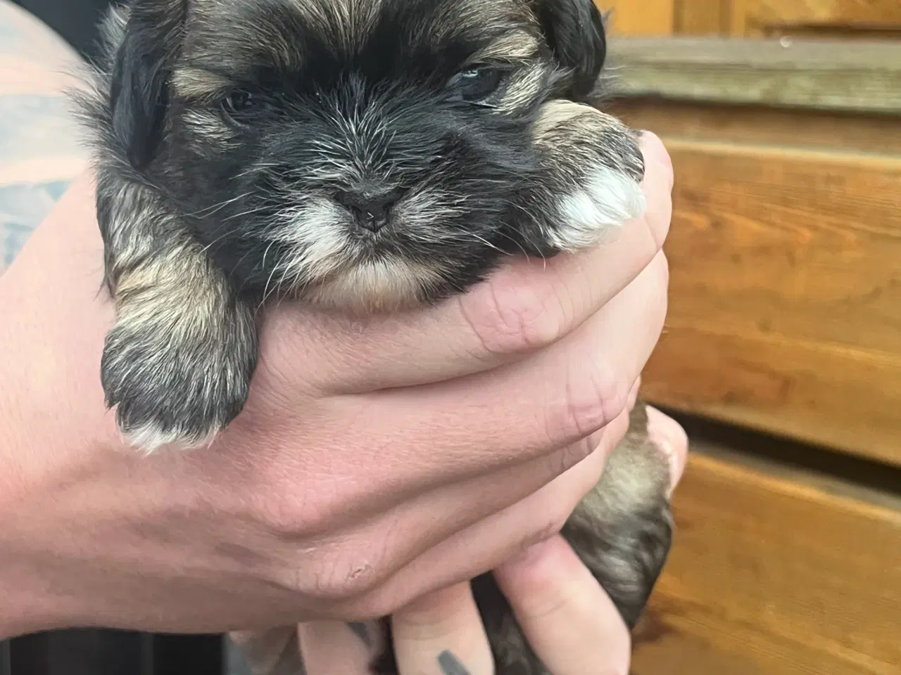 Billede 4 - Skønne Shih tzu hvalpe