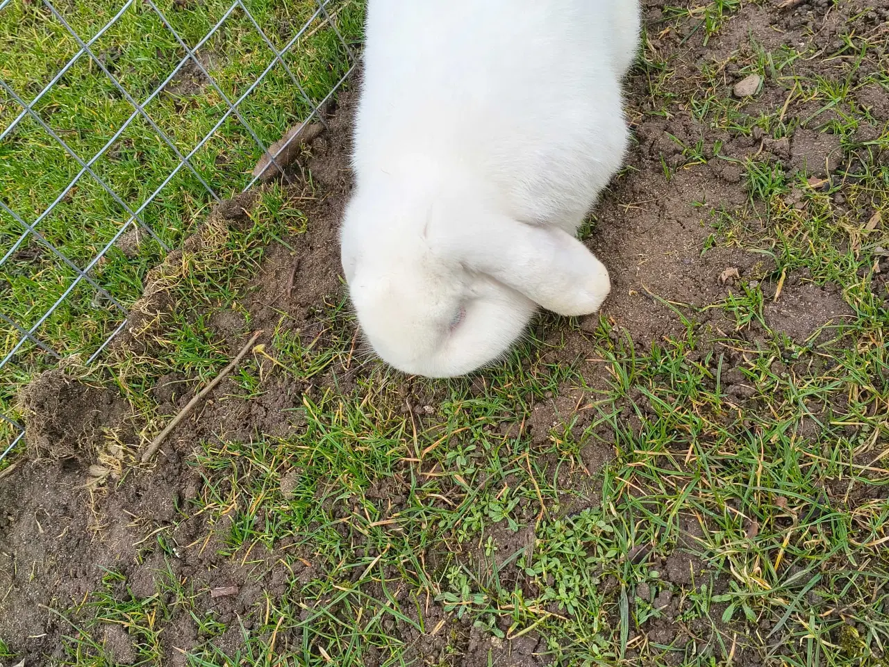 Billede 1 - Dværg vædder han sælges 