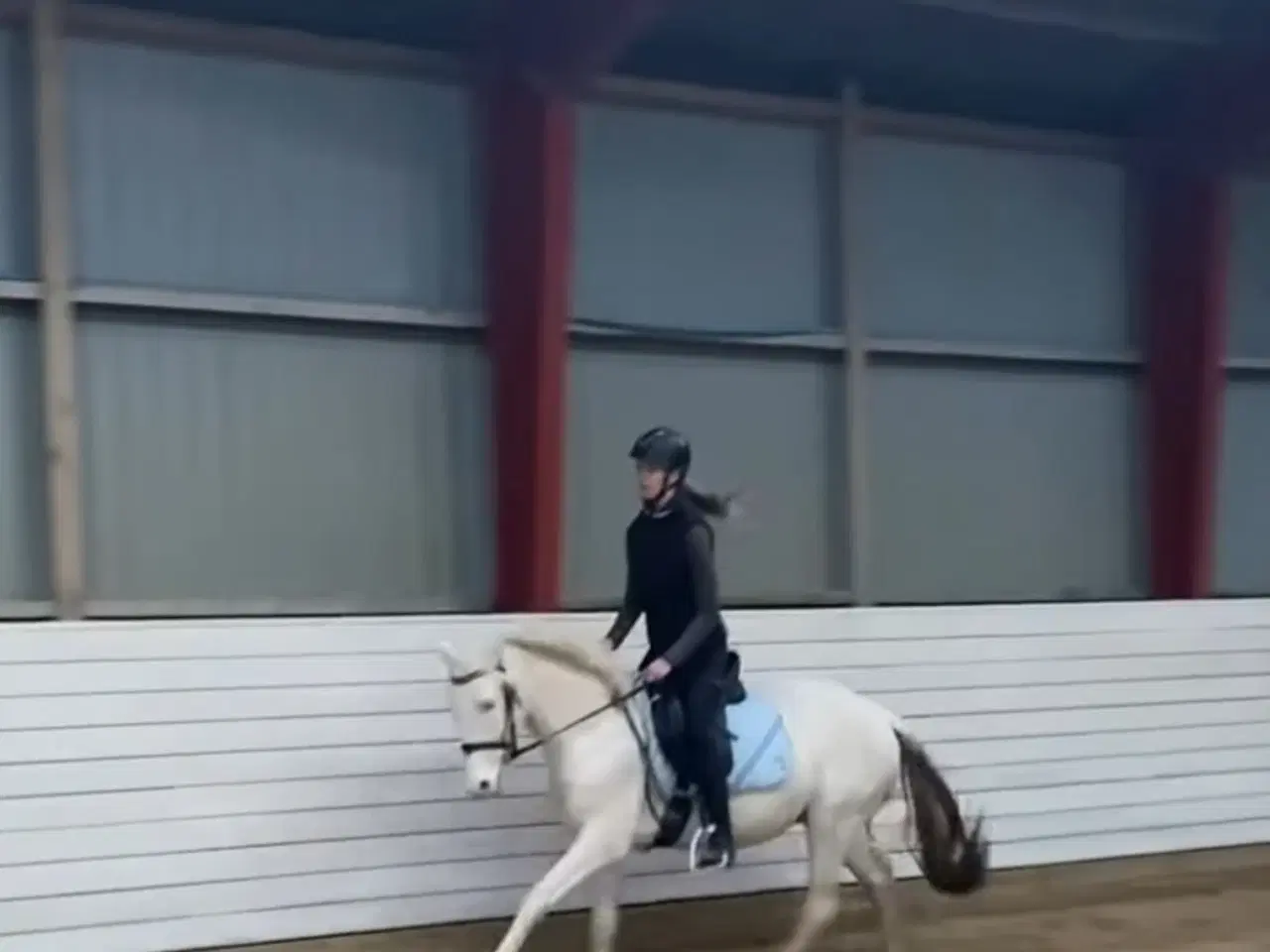 Billede 6 - Charmerende og tillidsfuld vallak søger nyt hjem.