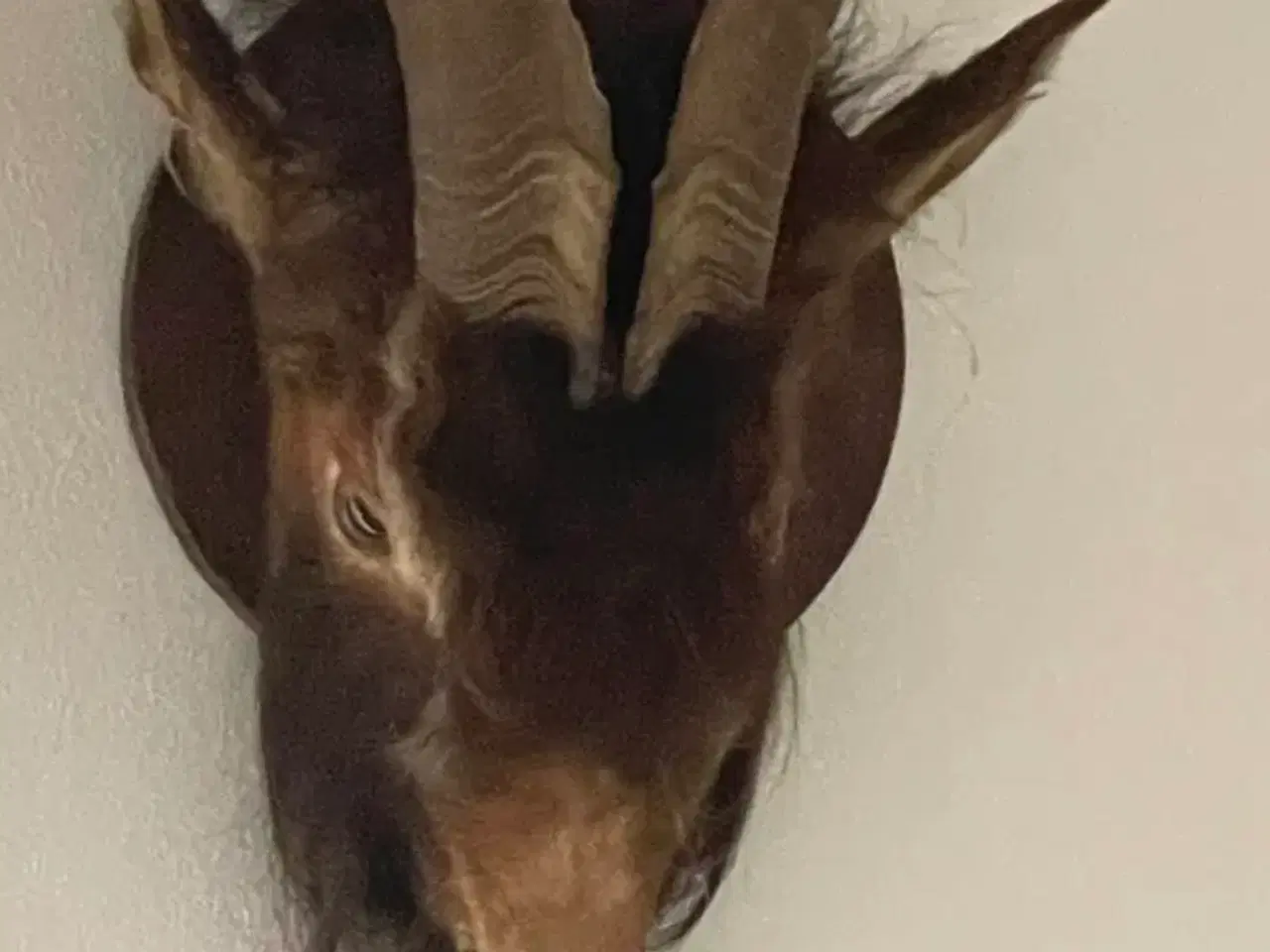 Billede 4 - Udstoppet dyr gevir dyrhoved