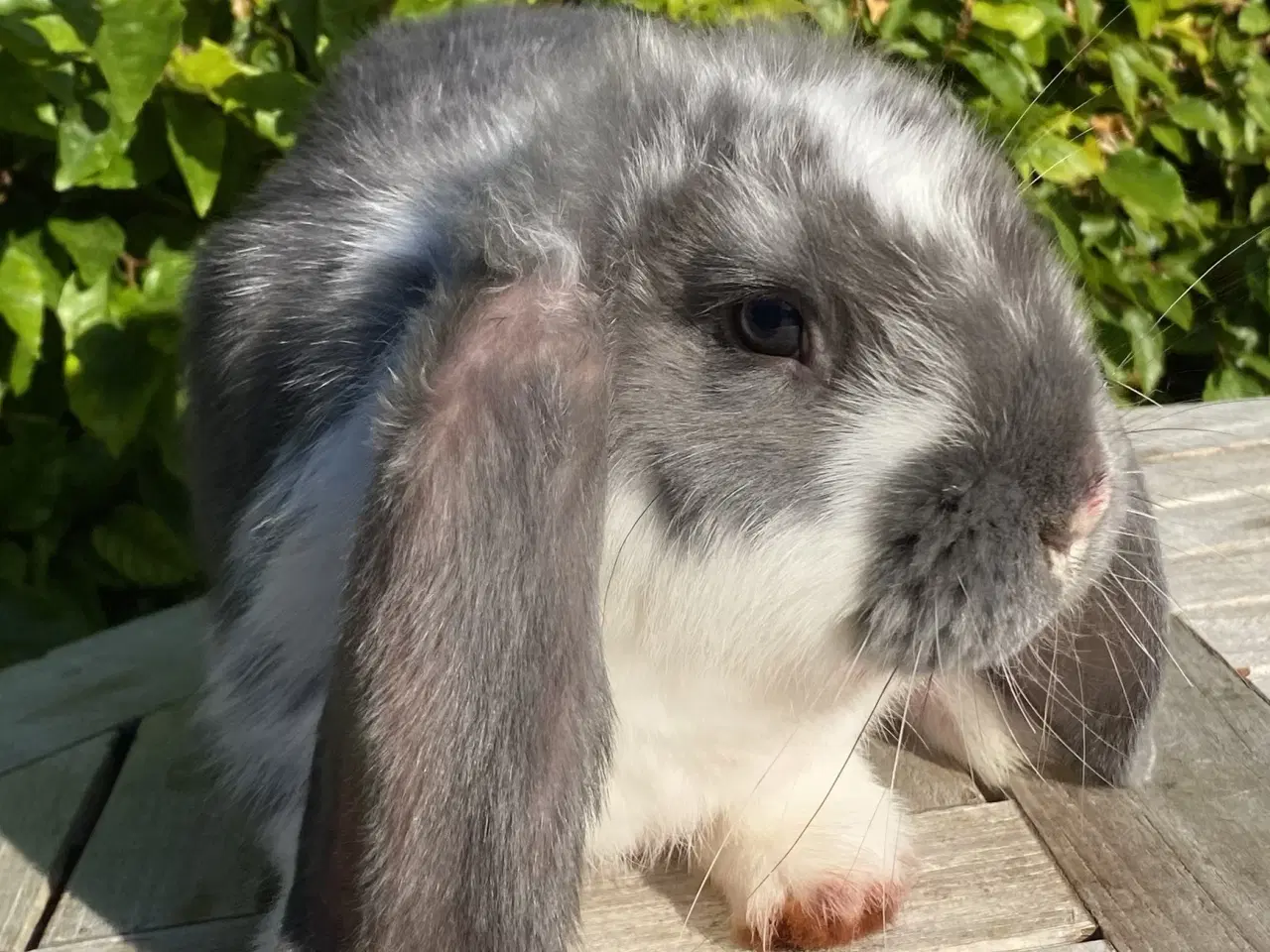 Billede 6 - FRANSK VÆDDER HUN BLÅ KAPPETEGNET