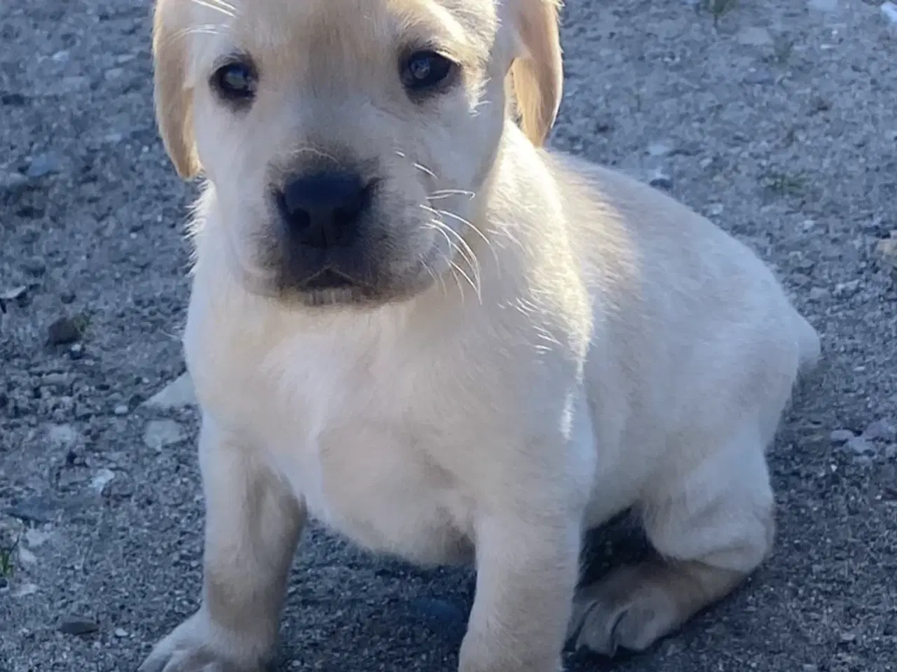 Billede 1 - Labrador hvalpe 3 piger og en dreng