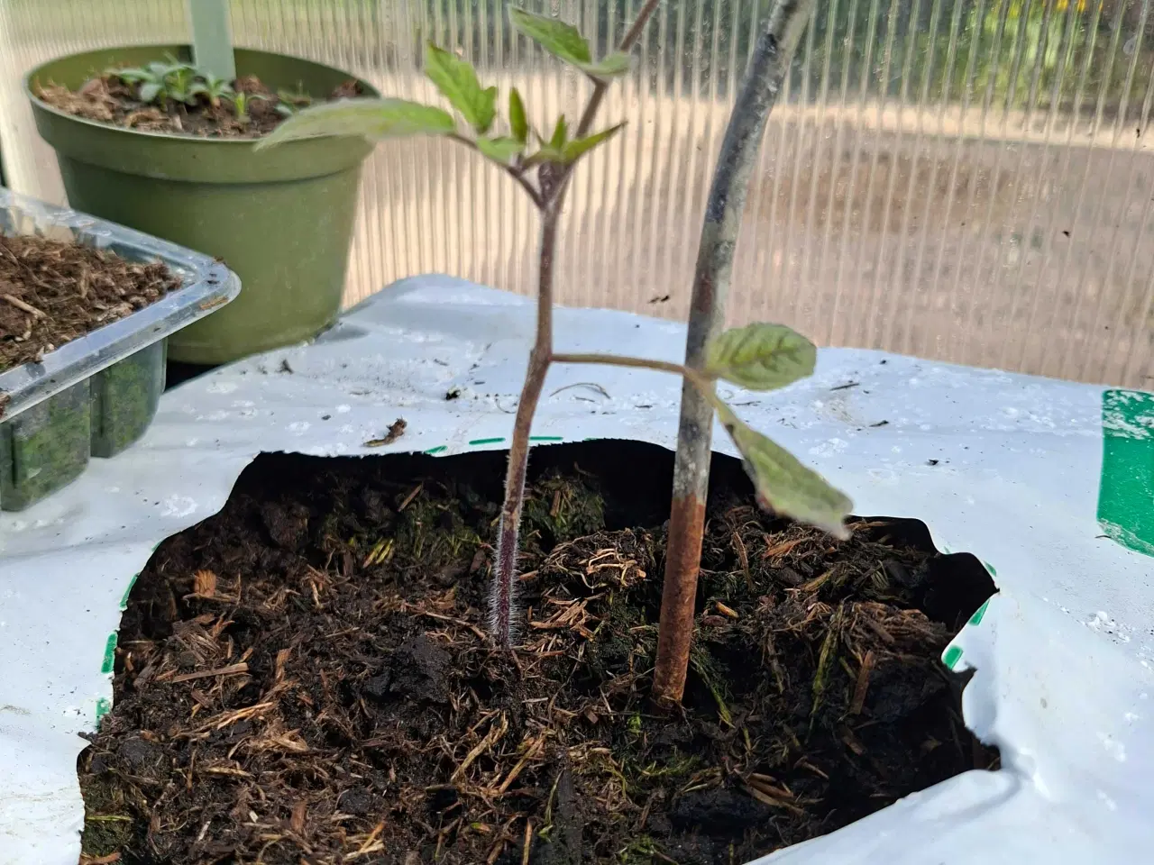 Billede 4 - Tomatplanter sælges.
