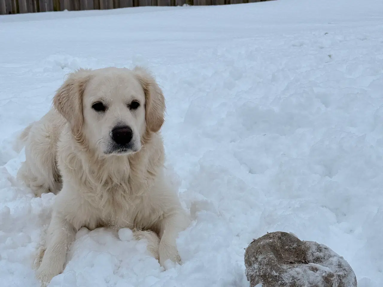 Billede 3 - Golden Retriever Han hund til paring