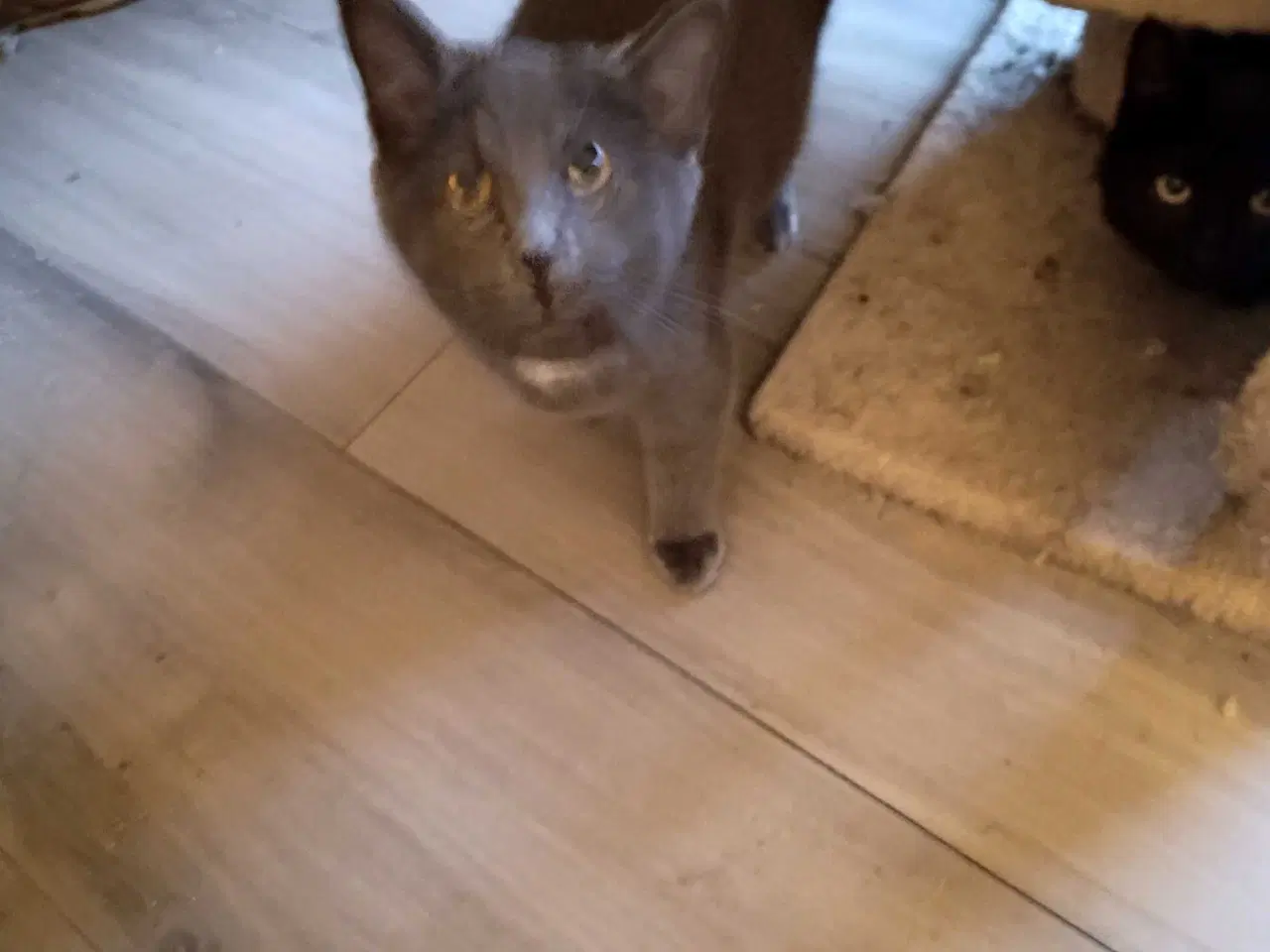 Billede 4 - 16 uger gammel killinger